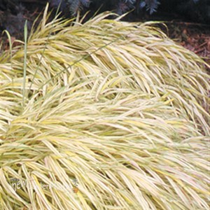 Hakonechloa Golden Japanese Forest Grass