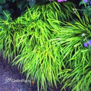 Hakonechloa Golden Japanese Forest Grass