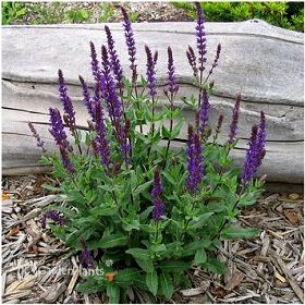 'Caradonna' Salvia - Perennial