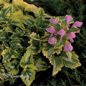 'Anne Greenaway' Spotted Dead Nettle