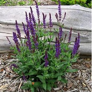 'Caradonna' Salvia - Perennial