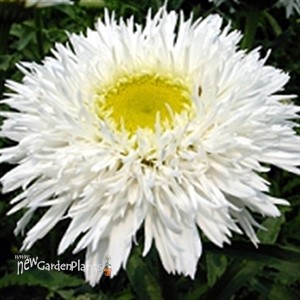 'Aglaia' Fringed Daisy