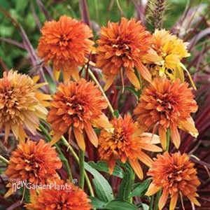 'Marmalade'  Coneflower