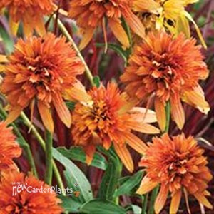 'Marmalade'  Coneflower