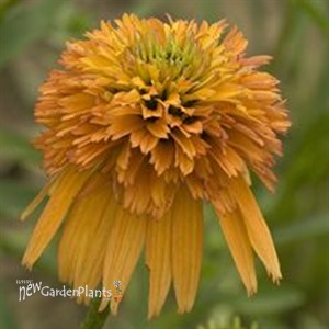 'Marmalade'  Coneflower