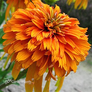 'Marmalade'  Coneflower