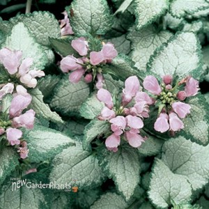 Spotted Dead Nettle 'Beacon Silver'