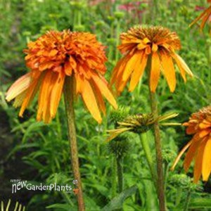 'Marmalade'  Coneflower