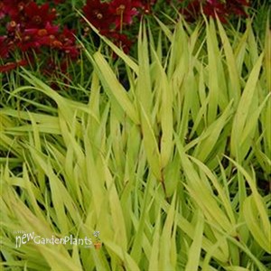 'All Gold' Hakonechloa