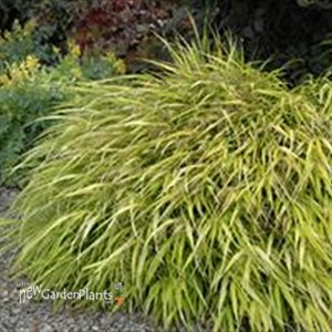 'All Gold' Hakonechloa