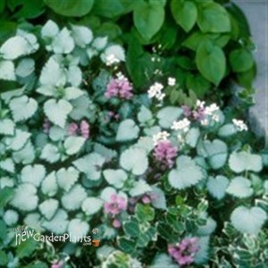 Spotted Dead Nettle 'Beacon Silver'