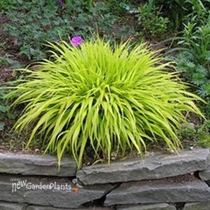 'All Gold' Hakonechloa