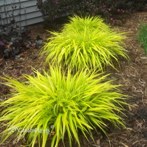 'All Gold' Hakonechloa
