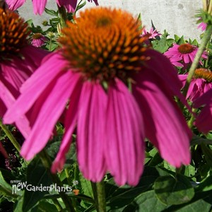 Pow Wow Wild Berry Coneflower