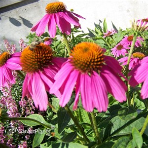 Pow Wow Wild Berry Coneflower