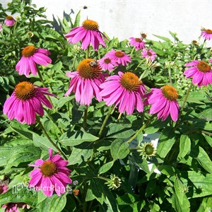 Pow Wow Wild Berry Coneflower