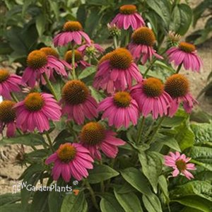 Pow Wow Wild Berry Coneflower