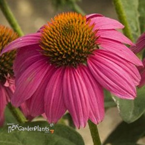 Pow Wow Wild Berry Coneflower