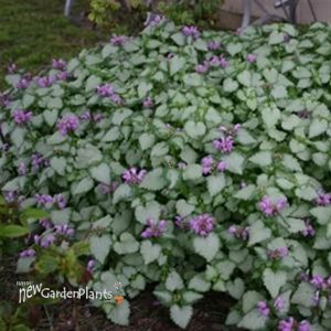 Spotted Dead Nettle 'Beacon Silver'