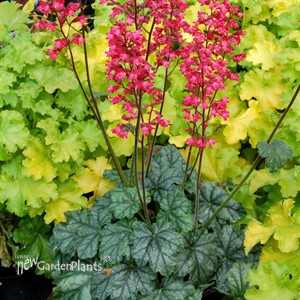 'Paris'  Coral Bells
