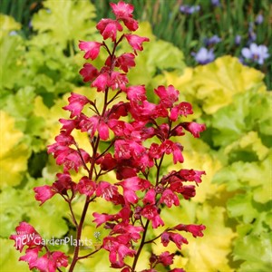 'Paris'  Coral Bells