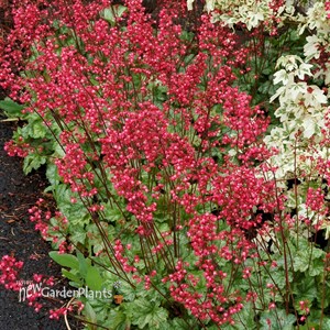 'Paris'  Coral Bells