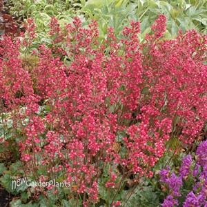 'Paris'  Coral Bells
