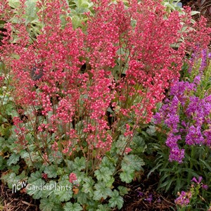 'Paris'  Coral Bells