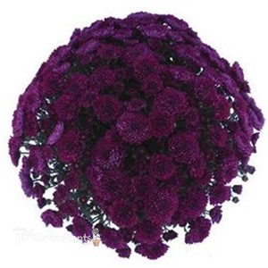 Purple Mum