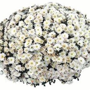 White Garden Mum