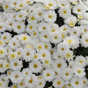 White Garden Mum