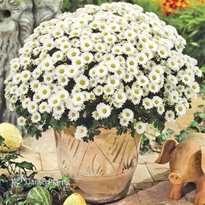 White Garden Mum