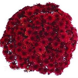 Red Garden Mum