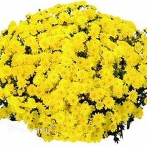 'Yellow' Mum