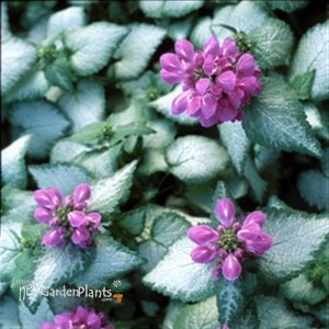 'Purple Dragon' Spotted Dead Nettle