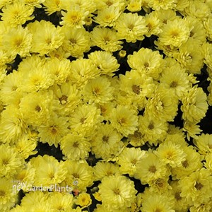 'Yellow' Mum