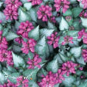 'Purple Dragon' Spotted Dead Nettle