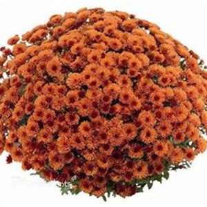 Orange Garden Mum  (Bronze)