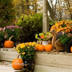 Orange Garden Mum  (Bronze)