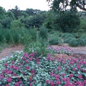 'Purple Dragon' Spotted Dead Nettle
