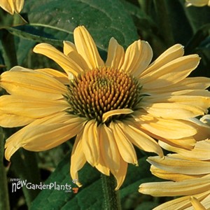'Aloha'  Coneflower