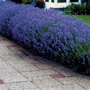 English Lavender