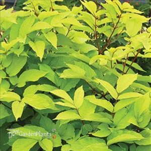 'Sun King' Golden Japanes Spikenard