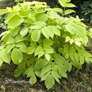 'Sun King' Golden Japanes Spikenard
