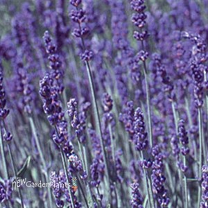 English Lavender