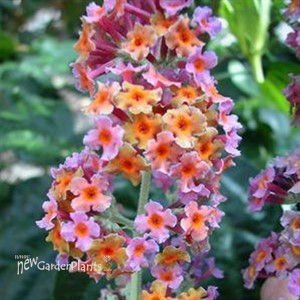 'Bicolor' Butterfly Bush
