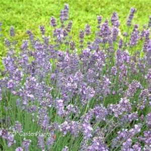 English Lavender