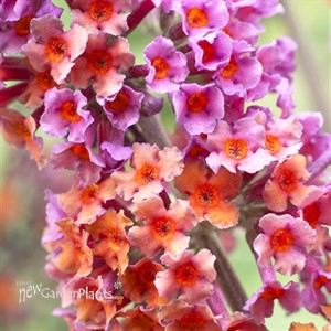 'Bicolor' Butterfly Bush