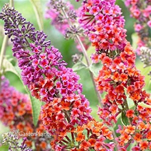'Bicolor' Butterfly Bush