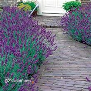 English Lavender